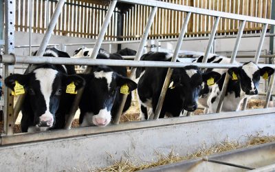 3 steps to success in 90 days with Davidsons Calf Milk