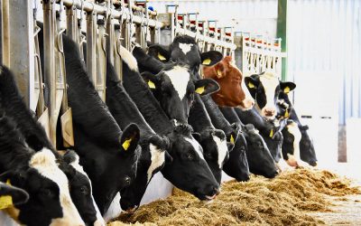 Optimise Stocking Density To Improve Performance