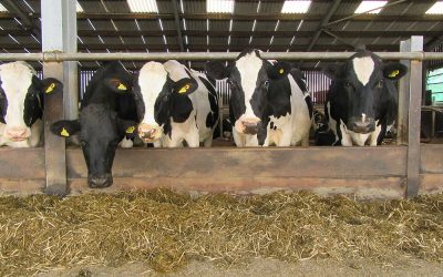 How Efficient is your Herd?