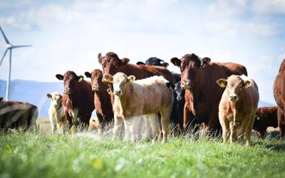 Pre-Bulling Nutrition: Setting Cows Up for Fertility Success