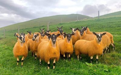 Meet our Farmers Nisbet