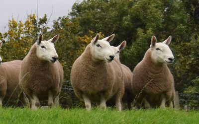 Sourcing A Suitable In-Lamb Ewe Compound