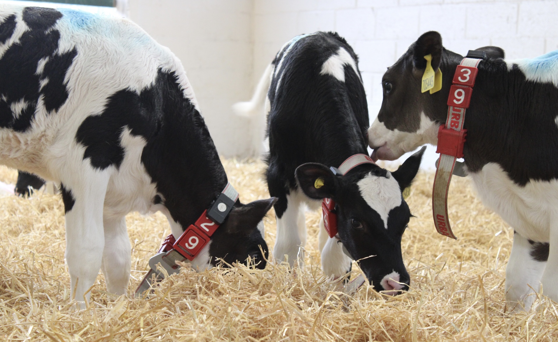 Performance Calf Starter Pellets