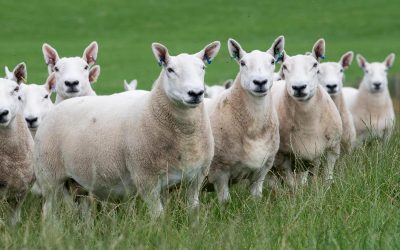 Supreme – Ewe Feed Range