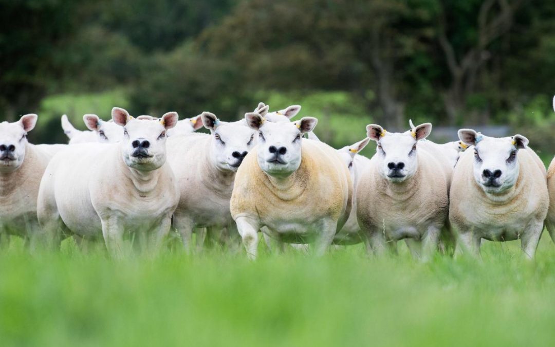 Davidsons Super Ewe – Ewe Feed Range