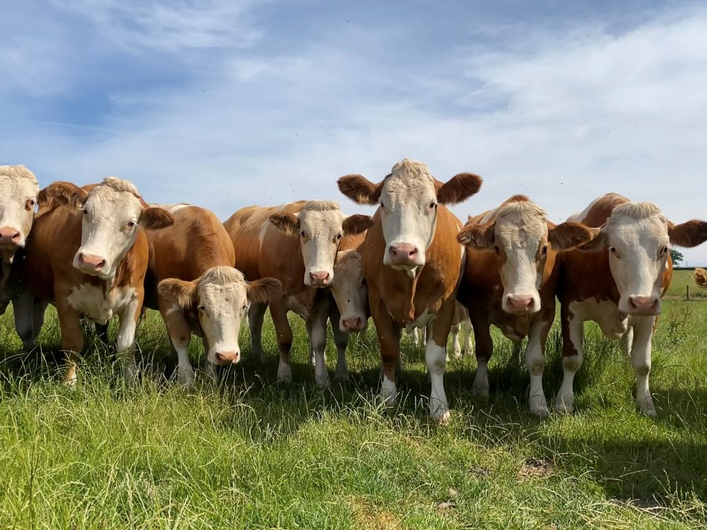 Fleckvieh heifers due to calve