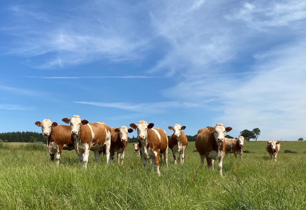 Fleckvieh heifers enjoying the sunshine