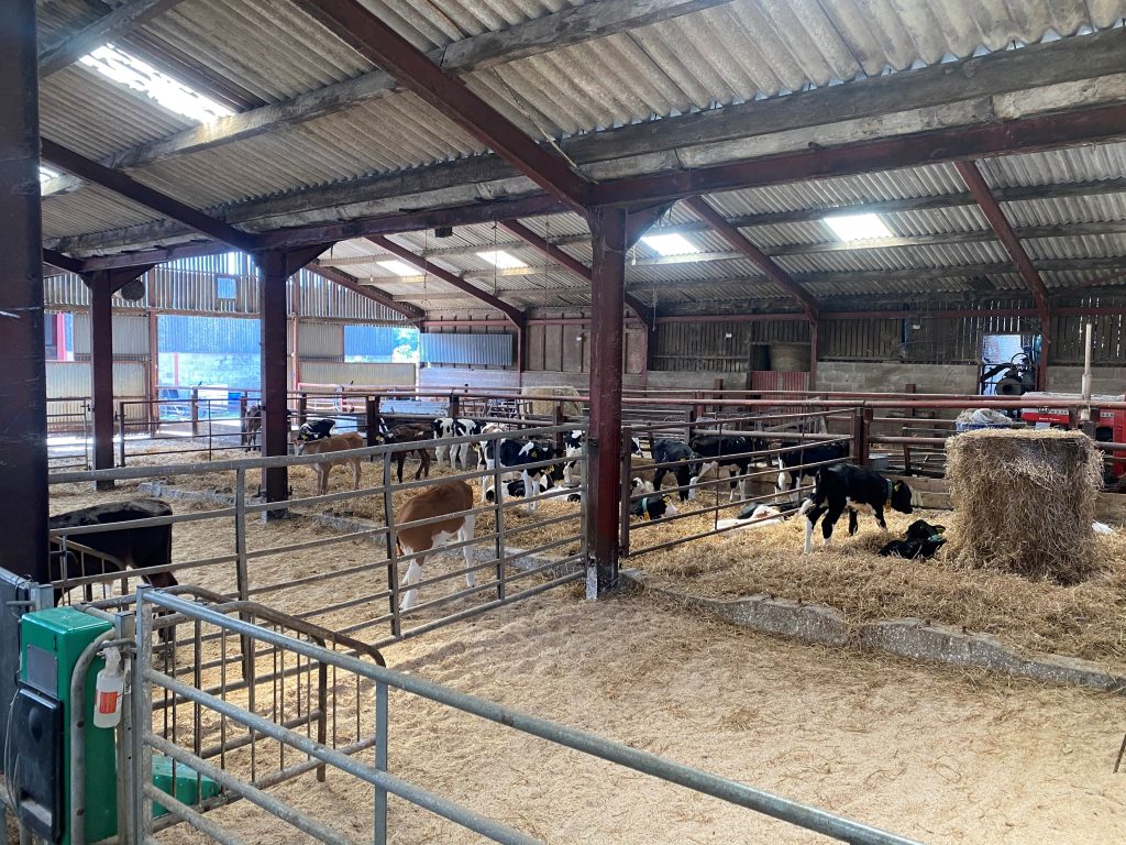 Calf pens at Glenzierfoot