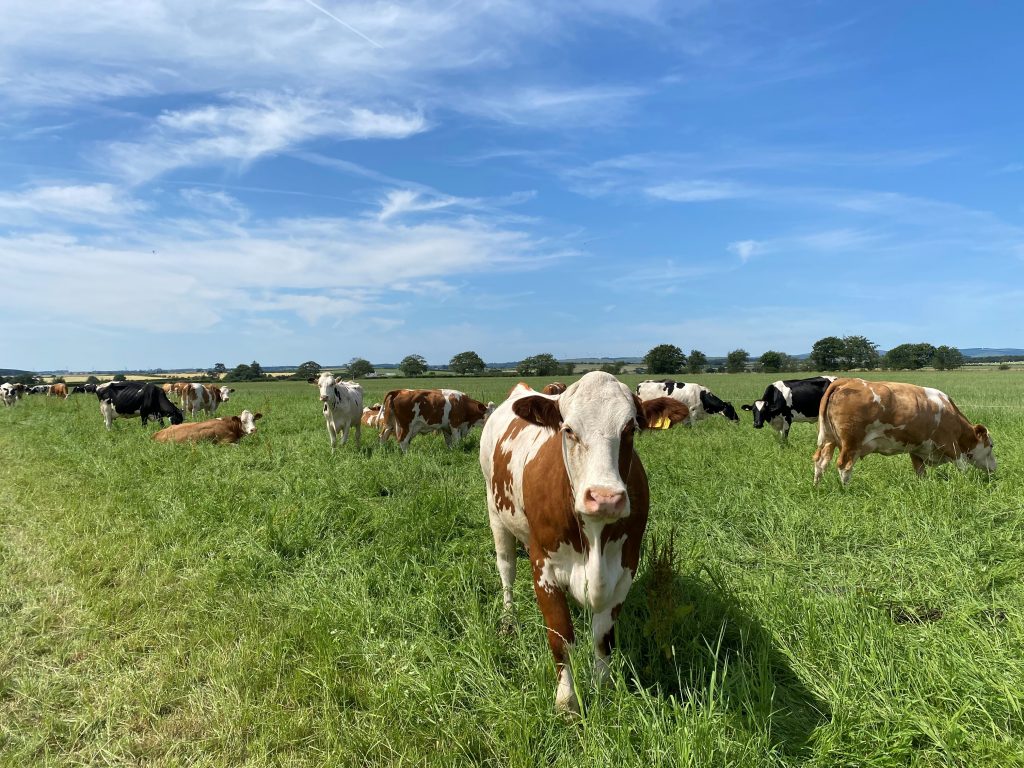 Some of the 125 milking herd