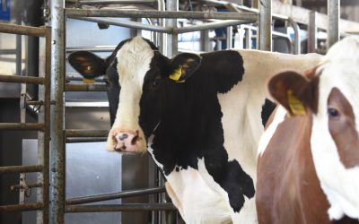 A change to Davidsons leads to increased milk yeilds