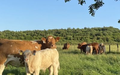 *NEW* Dynamo – Power