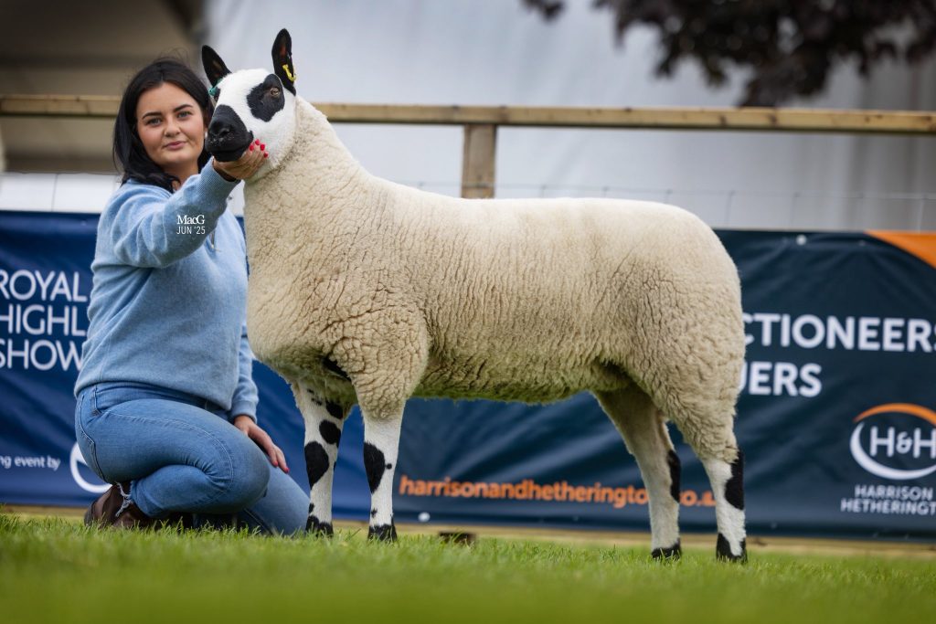 Reserve Female Champion Hassockrigg Eliza