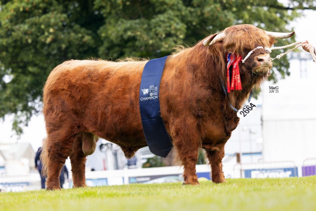 Overall Highland Cattle Champion Cameron of Sguir Mor