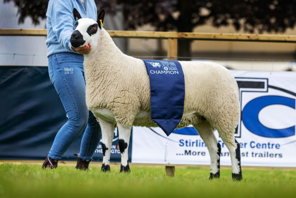 Overall Kerry Hill Champion Hassockrigg Easy on the Eye