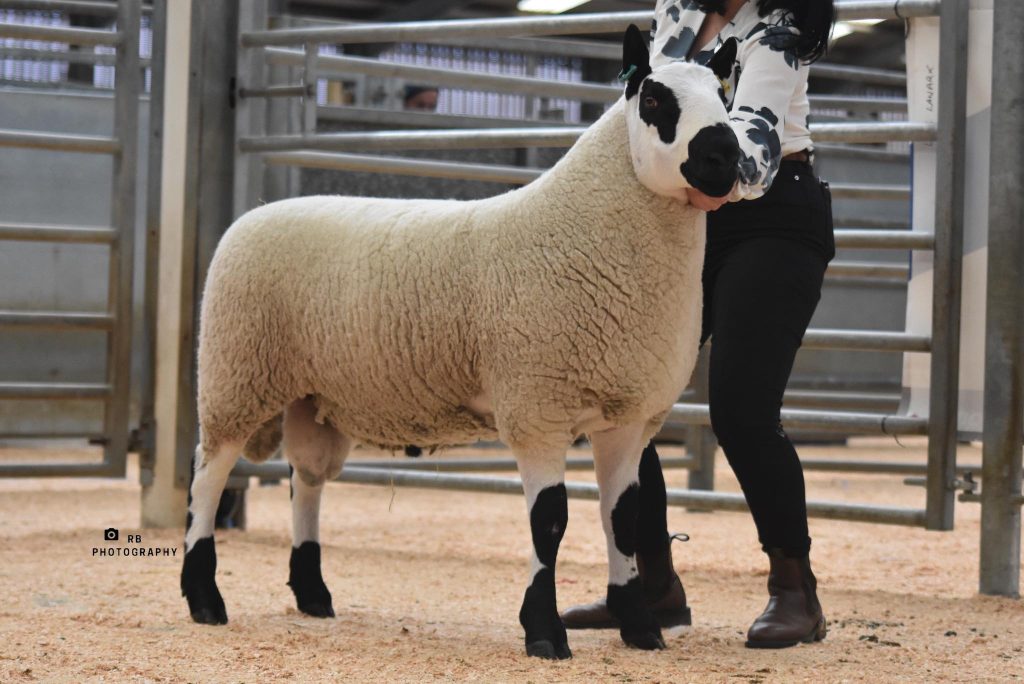 Hassockrigg Electrify selling for 7,800gns