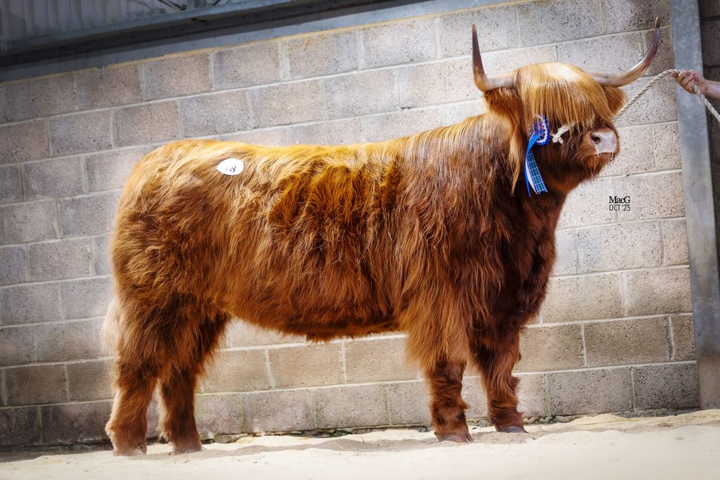 Bonnie of Blairlogan sold for 7,500gns
