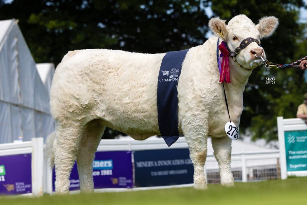 Junior Interbreed Champion Falleninch Valentina