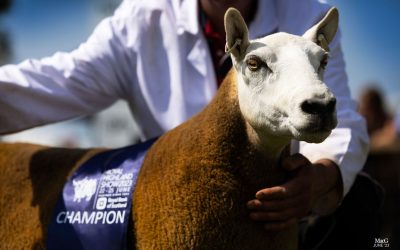 Take your stock to the next level