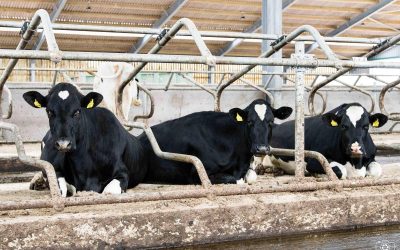 Why don’t we normalise weighing our heifers?
