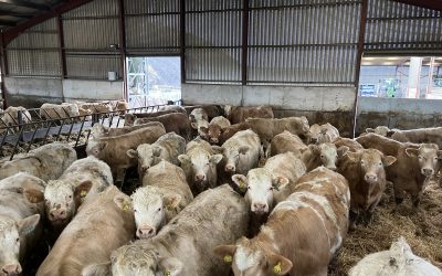 Smarter Winter Feeding: Making Every Kilo Count